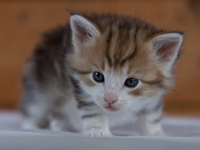 Rangoon - 4 weeks old