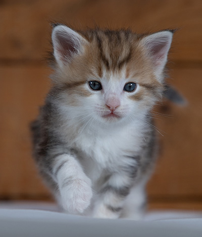 Rangoon - 4 weeks old