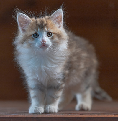 Rangoon - 7 weeks old