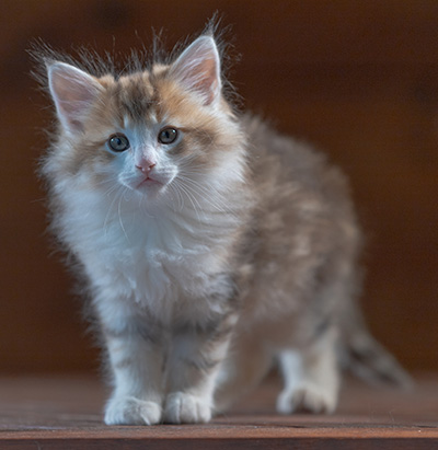 Rangoon - 7 weeks old