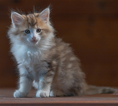 Rangoon - 7 weeks old