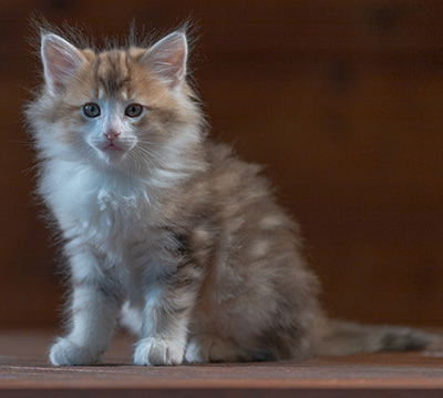 Rangoon - 7 weeks old