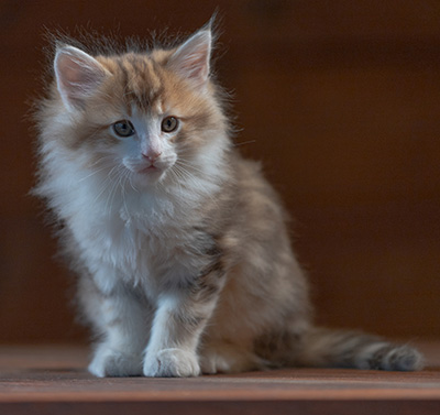 Rangoon - 7 weeks old