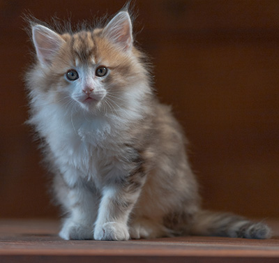 Rangoon - 7 weeks old