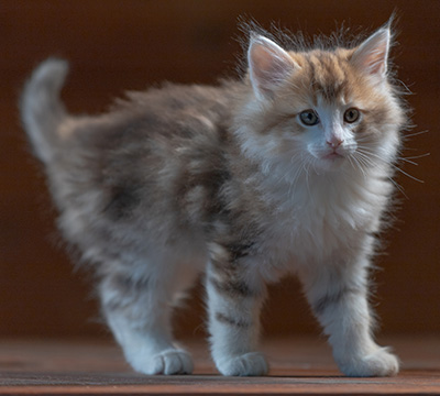 Rangoon - 7 weeks old