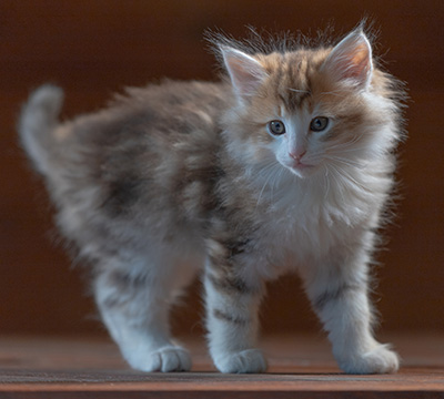 Rangoon - 7 weeks old