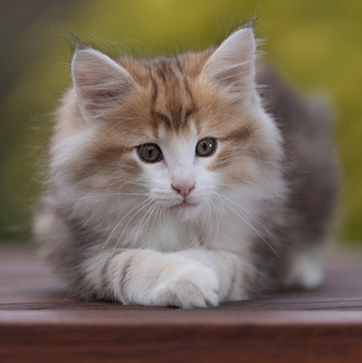 Rangoon - 9 weeks old