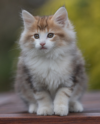 Rangoon - 9 weeks old