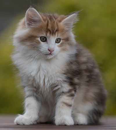 Rangoon - 9 weeks old