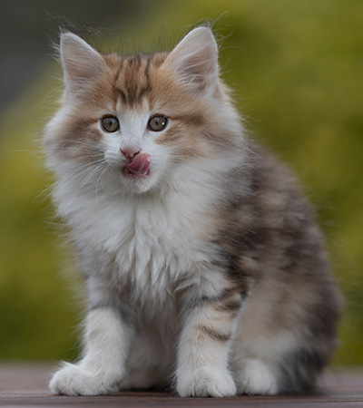 Rangoon - 9 weeks old