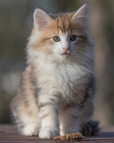 Rangoon - 9 weeks old