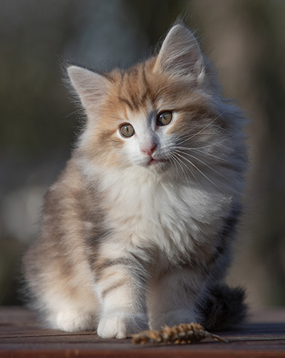 Rangoon - 9 weeks old