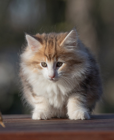 Rangoon - 9 weeks old