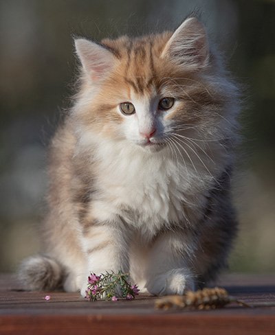 Rangoon - 9 weeks old