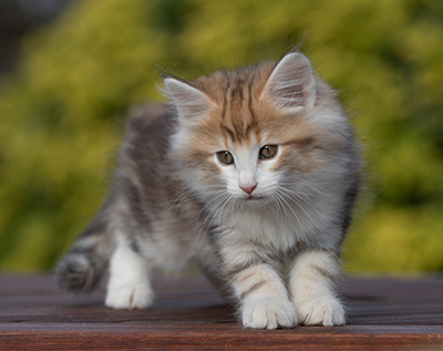 Rangoon - 9 weeks old
