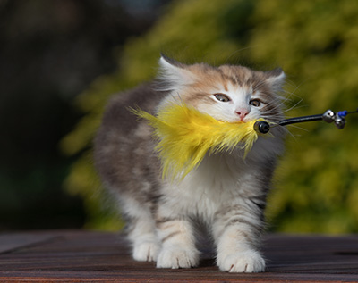 Rangoon - 9 weeks old
