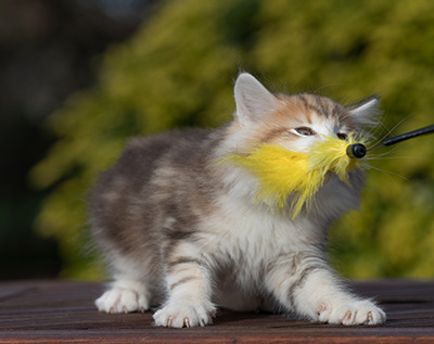 Rangoon - 9 weeks old