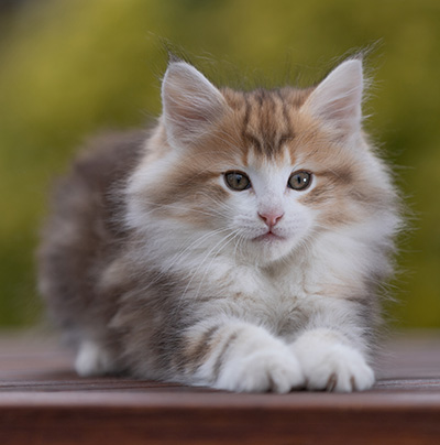 Rangoon - 9 weeks old