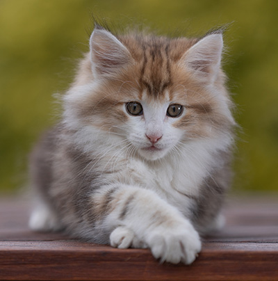 Rangoon - 9 weeks old
