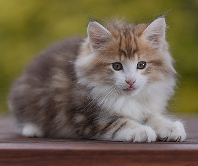 Rangoon - 9 weeks old