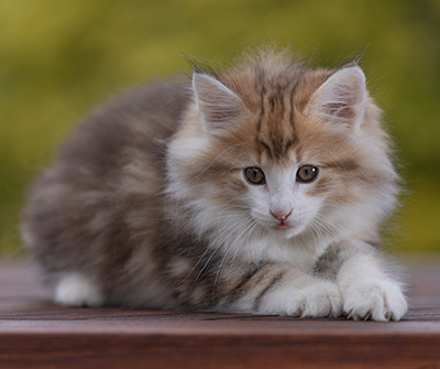 Rangoon - 9 weeks old