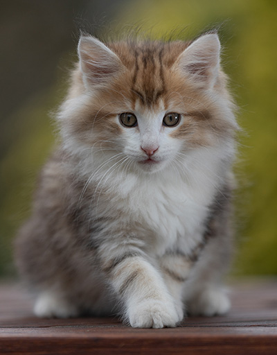 Rangoon - 9 weeks old