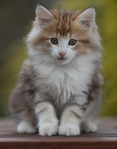 Rangoon - 9 weeks old