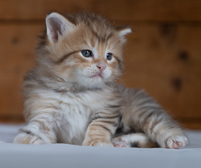 Rohan - 4 weeks old