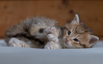 Rohan - 4 weeks old