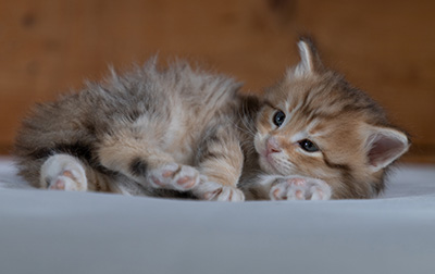 Rohan - 4 weeks old