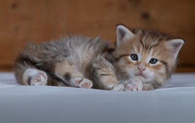 Rohan - 4 weeks old
