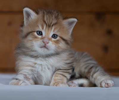 Rohan - 4 weeks old