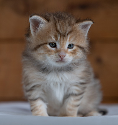 Rohan - 4 weeks old