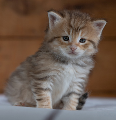 Rohan - 4 weeks old