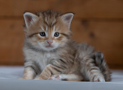 Rohan - 4 weeks old