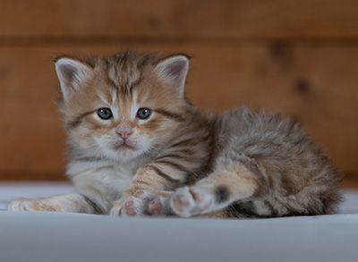 Rohan - 4 weeks old