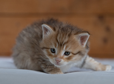 Rohan - 4 weeks old