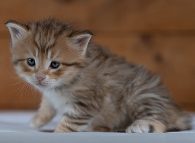 Rohan - 4 weeks old