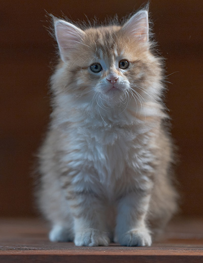 Rohan - 7 weeks old