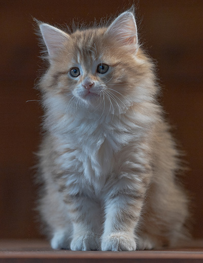 Rohan - 7 weeks old