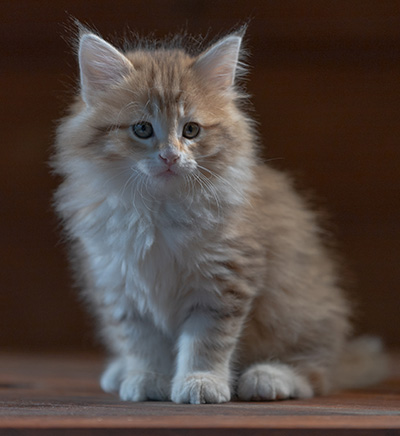 Rohan - 7 weeks old