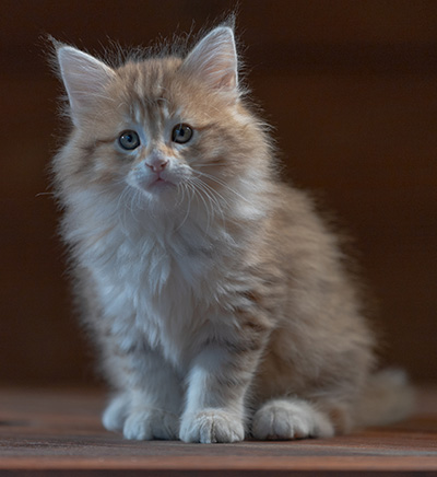 Rohan - 7 weeks old