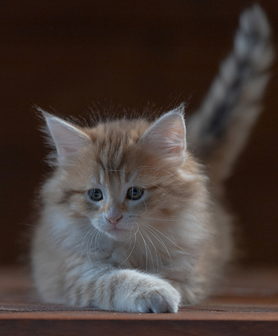 Rohan - 7 weeks old