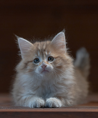 Rohan - 7 weeks old