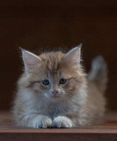 Rohan - 7 weeks old