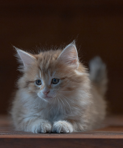 Rohan - 7 weeks old