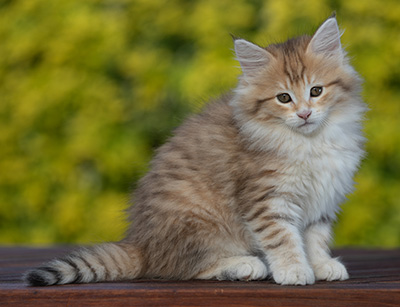 Rohan - 9 weeks old