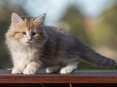 Rohan - 9 weeks old