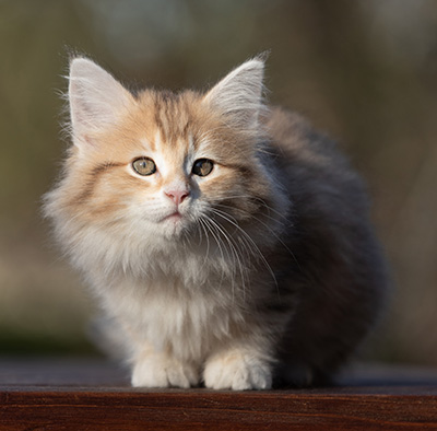 Rohan - 9 weeks old
