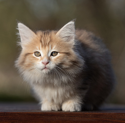 Rohan - 9 weeks old